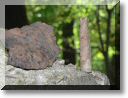 2012-06-10-BALADE-FORET FACQ-013.jpg